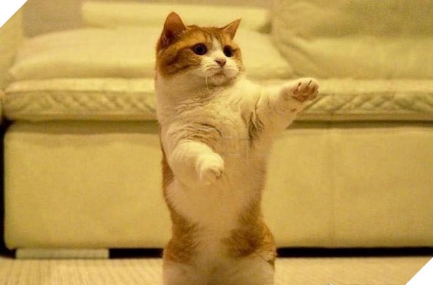 Cuoi ngat voi em meo danh ca Cười ngất với em mèo dành cả tuổi thanh xuân để giơ tay xin...phát biểu 6