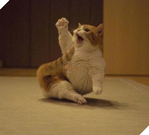 Cuoi ngat voi em meo danh ca Cười ngất với em mèo dành cả tuổi thanh xuân để giơ tay xin...phát biểu 7