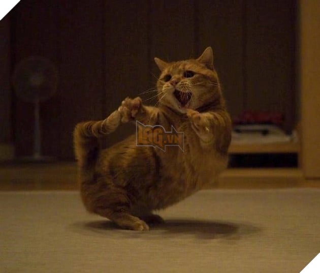 Cuoi ngat voi em meo danh ca Cười ngất với em mèo dành cả tuổi thanh xuân để giơ tay xin...phát biểu 8