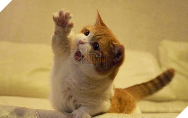 Cuoi ngat voi em meo danh ca Cười ngất với em mèo dành cả tuổi thanh xuân để giơ tay xin...phát biểu 9