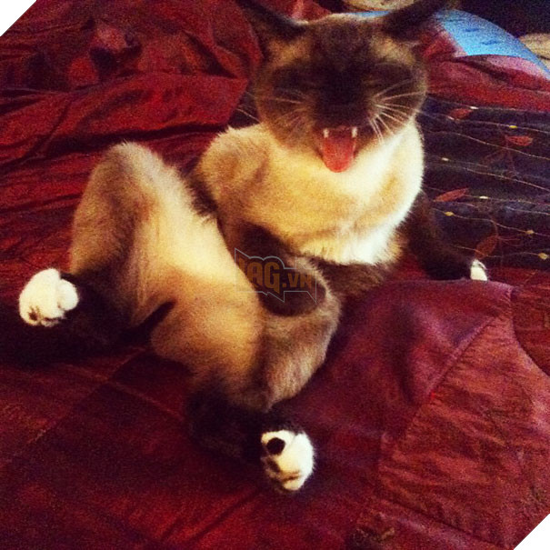 Biểu cảm siêu lầy của những quàng thượng mèo khi chuẩn bị hắt xì khiến sen cười té ghế  2