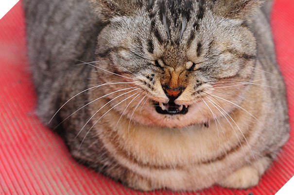 Biểu cảm siêu lầy của những quàng thượng mèo khi chuẩn bị hắt xì khiến sen cười té ghế  3