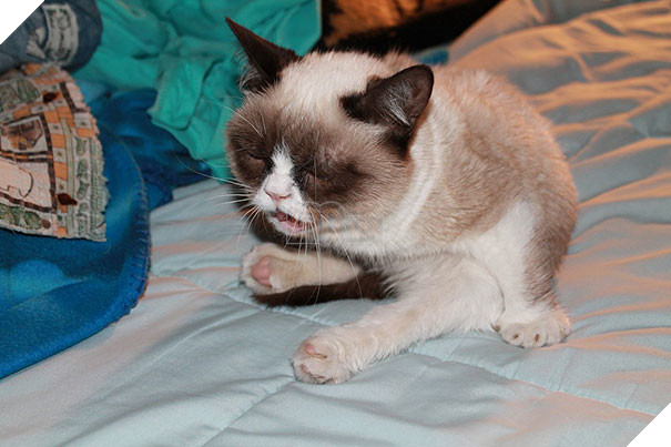 Biểu cảm siêu lầy của những quàng thượng mèo khi chuẩn bị hắt xì khiến sen cười té ghế  4