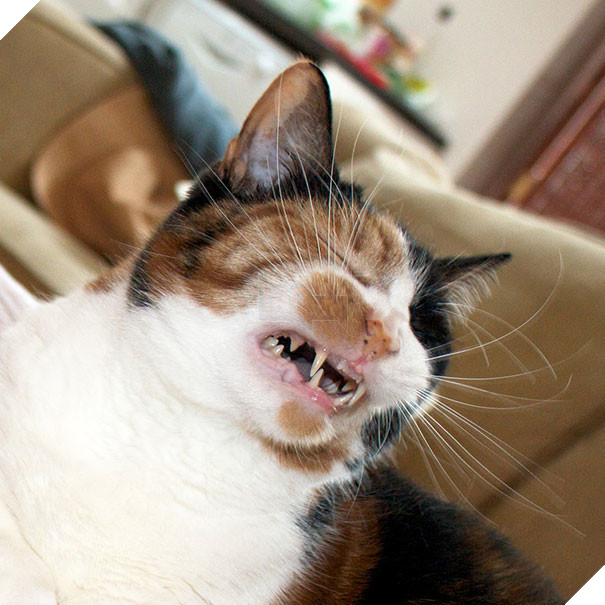 Biểu cảm siêu lầy của những quàng thượng mèo khi chuẩn bị hắt xì khiến sen cười té ghế  5