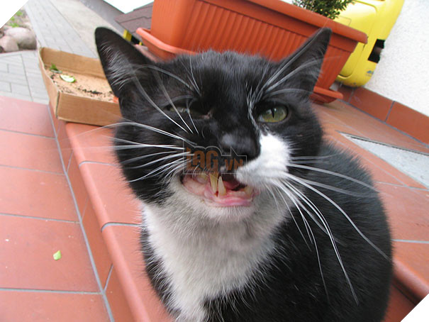 Biểu cảm siêu lầy của những quàng thượng mèo khi chuẩn bị hắt xì khiến sen cười té ghế  6