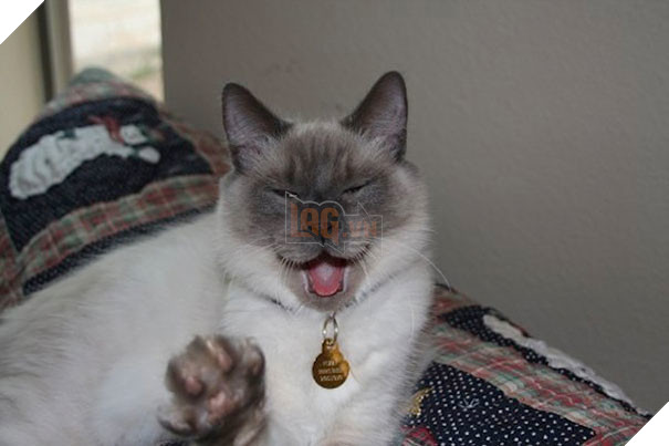 Biểu cảm siêu lầy của những quàng thượng mèo khi chuẩn bị hắt xì khiến sen cười té ghế  7