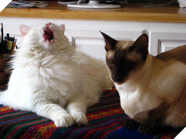 Biểu cảm siêu lầy của những quàng thượng mèo khi chuẩn bị hắt xì khiến sen cười té ghế  8