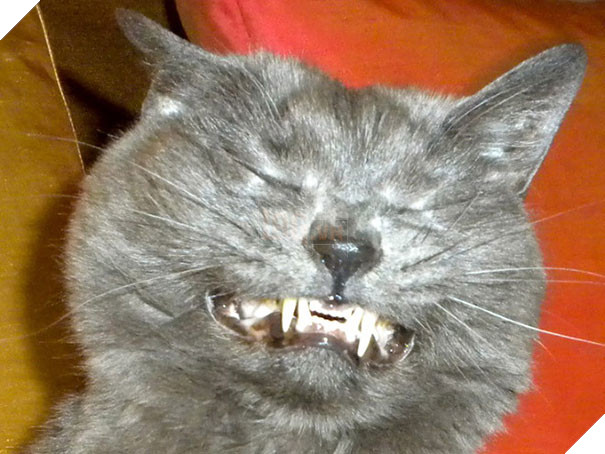 Biểu cảm siêu lầy của những quàng thượng mèo khi chuẩn bị hắt xì khiến sen cười té ghế  9