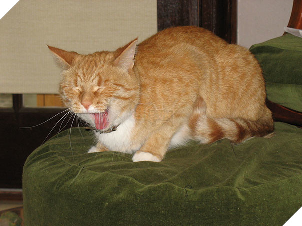 Biểu cảm siêu lầy của những quàng thượng mèo khi chuẩn bị hắt xì khiến sen cười té ghế  10