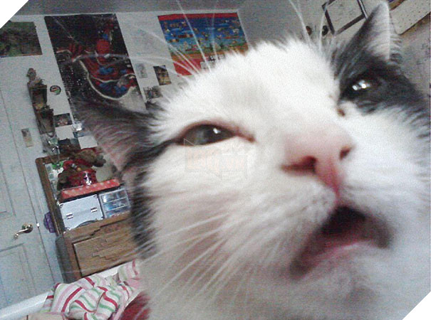 Biểu cảm siêu lầy của những quàng thượng mèo khi chuẩn bị hắt xì khiến sen cười té ghế  11