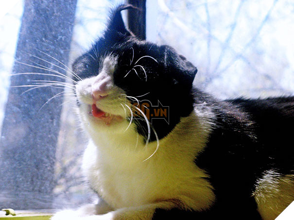 Biểu cảm siêu lầy của những quàng thượng mèo khi chuẩn bị hắt xì khiến sen cười té ghế  12