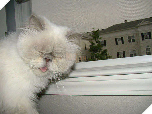 Biểu cảm siêu lầy của những quàng thượng mèo khi chuẩn bị hắt xì khiến sen cười té ghế  13