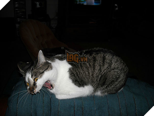 Biểu cảm siêu lầy của những quàng thượng mèo khi chuẩn bị hắt xì khiến sen cười té ghế 