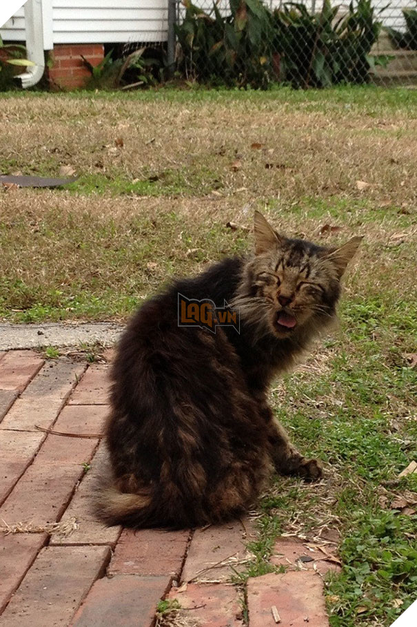 Biểu cảm siêu lầy của những quàng thượng mèo khi chuẩn bị hắt xì khiến sen cười té ghế  14