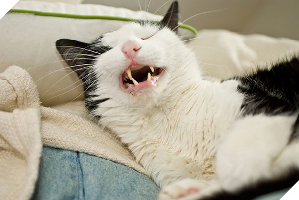 Biểu cảm siêu lầy của những quàng thượng mèo khi chuẩn bị hắt xì khiến sen cười té ghế  15