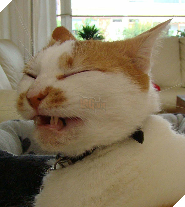 Biểu cảm siêu lầy của những quàng thượng mèo khi chuẩn bị hắt xì khiến sen cười té ghế  16