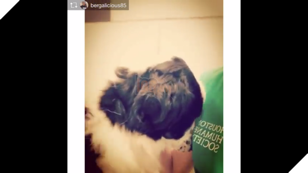 Xót xa thay hình ảnh chú chó bị gia đình bỏ rơi lập tức vỡ òa trước sự an ủi của người lạ 2