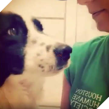 Xót xa thay hình ảnh chú chó bị gia đình bỏ rơi lập tức vỡ òa trước sự an ủi của người lạ