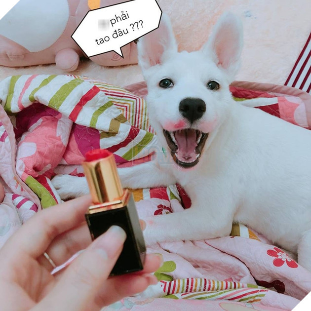 Gặm hư thỏi son bạc triệu của sen nhưng boss vẫn cãi nhem nhẻm như chém chả 