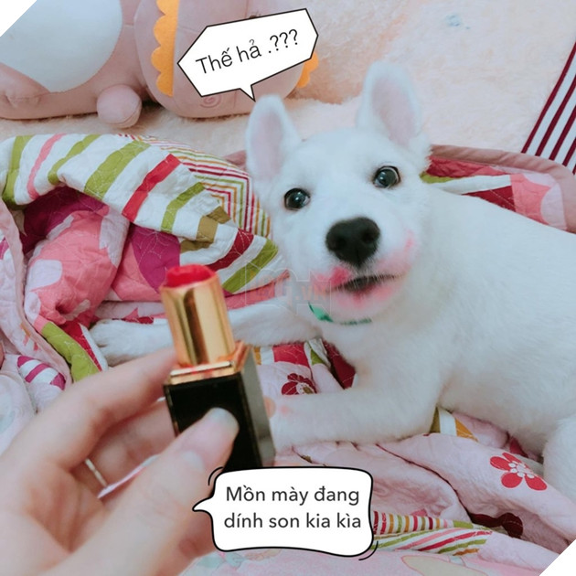 Gặm hư thỏi son bạc triệu của sen nhưng boss vẫn cãi nhem nhẻm như chém chả  2