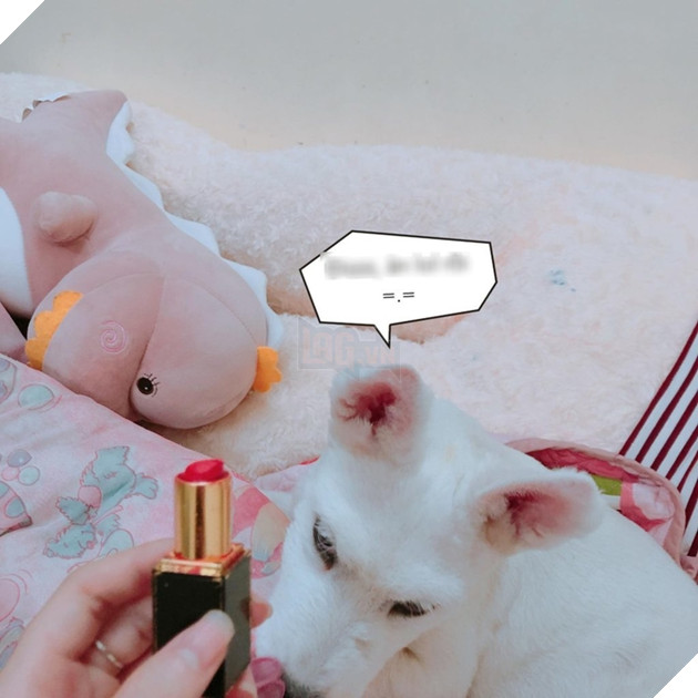 Gặm hư thỏi son bạc triệu của sen nhưng boss vẫn cãi nhem nhẻm như chém chả  3