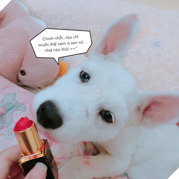 Gặm hư thỏi son bạc triệu của sen nhưng boss vẫn cãi nhem nhẻm như chém chả  4