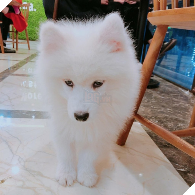 Gặm hư thỏi son bạc triệu của sen nhưng boss vẫn cãi nhem nhẻm như chém chả  6