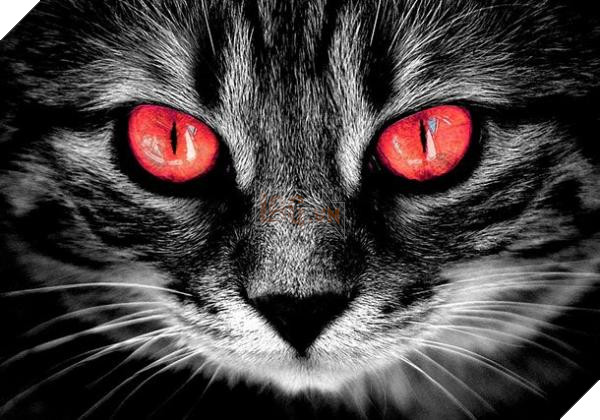 scary-cat-610x427 scary cat 610x427