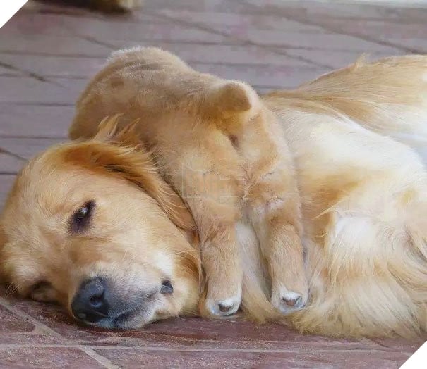  Cười banh với biểu cảm thẫn thờ của loạt bà mẹ bỉm sữa boss bên dàn con thơ 2