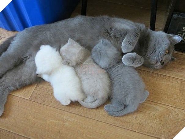  Cười banh với biểu cảm thẫn thờ của loạt bà mẹ bỉm sữa boss bên dàn con thơ 3