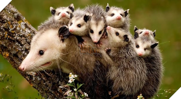  Cười banh với biểu cảm thẫn thờ của loạt bà mẹ bỉm sữa boss bên dàn con thơ 4