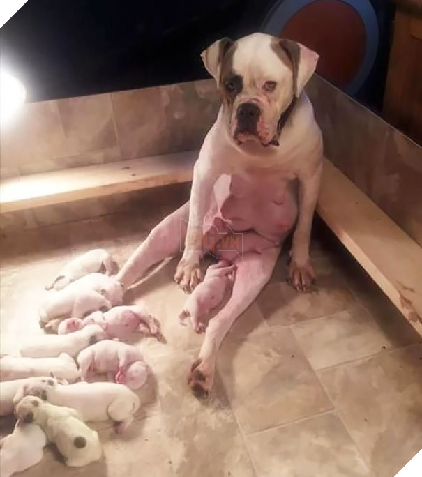  Cười banh với biểu cảm thẫn thờ của loạt bà mẹ bỉm sữa boss bên dàn con thơ 6