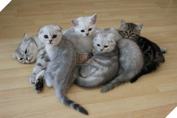  Cười banh với biểu cảm thẫn thờ của loạt bà mẹ bỉm sữa boss bên dàn con thơ 8