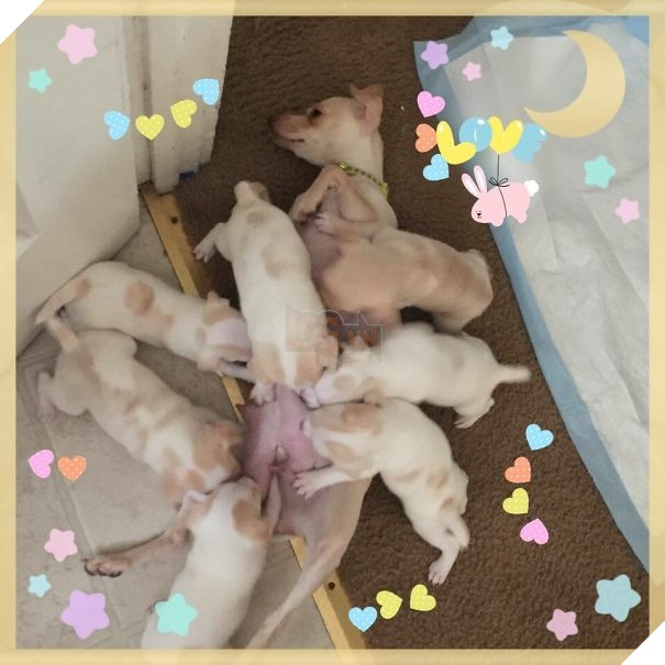  Cười banh với biểu cảm thẫn thờ của loạt bà mẹ bỉm sữa boss bên dàn con thơ 10