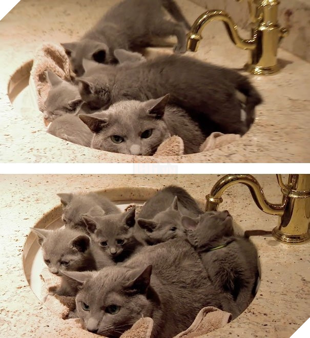  Cười banh với biểu cảm thẫn thờ của loạt bà mẹ bỉm sữa boss bên dàn con thơ 11