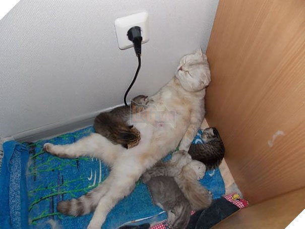  Cười banh với biểu cảm thẫn thờ của loạt bà mẹ bỉm sữa boss bên dàn con thơ 13