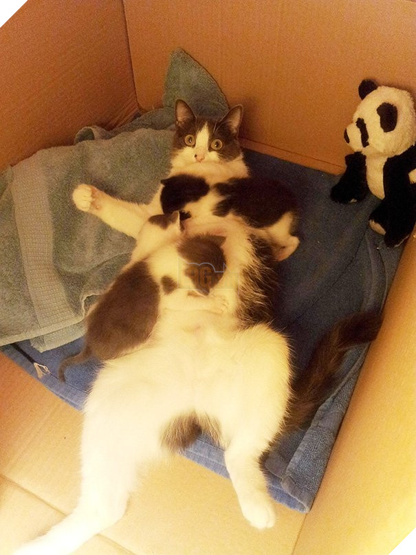  Cười banh với biểu cảm thẫn thờ của loạt bà mẹ bỉm sữa boss bên dàn con thơ 14