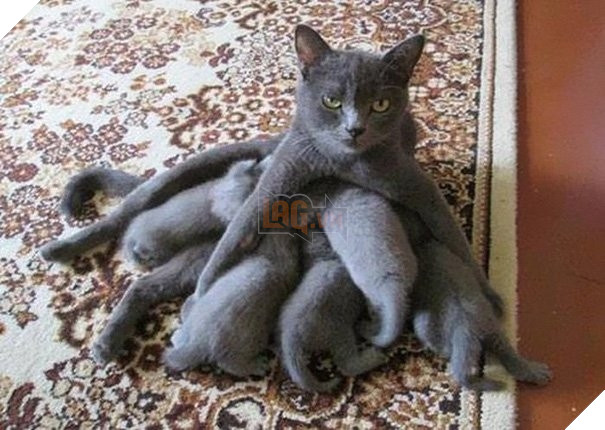  Cười banh với biểu cảm thẫn thờ của loạt bà mẹ bỉm sữa boss bên dàn con thơ 15