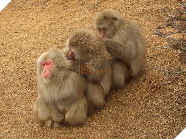 Những màn song kiếm hợp bích của thánh pets khiến dân mạng cười muốn nhức nách  5