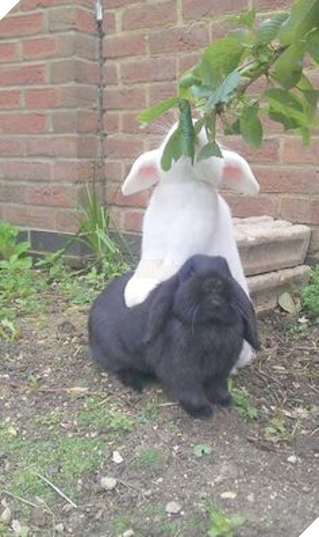 Những màn song kiếm hợp bích của thánh pets khiến dân mạng cười muốn nhức nách  7