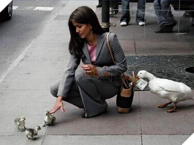 Những màn song kiếm hợp bích của thánh pets khiến dân mạng cười muốn nhức nách  8