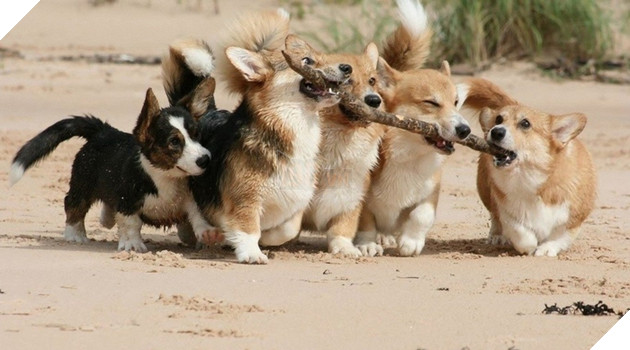 Những màn song kiếm hợp bích của thánh pets khiến dân mạng cười muốn nhức nách  9