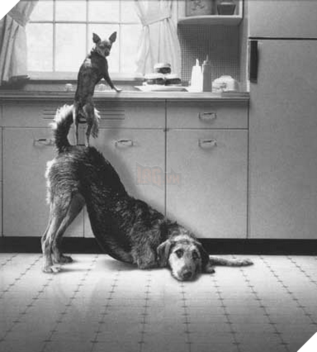 Những màn song kiếm hợp bích của thánh pets khiến dân mạng cười muốn nhức nách  10