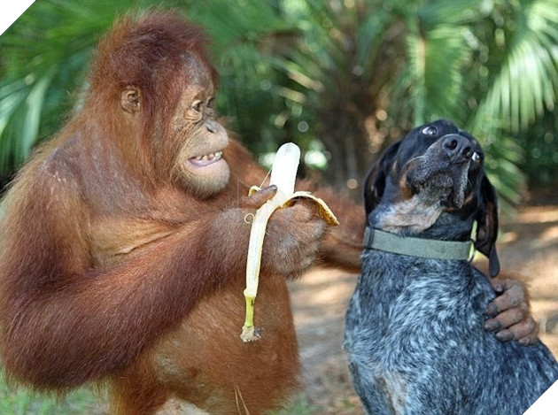 Những màn song kiếm hợp bích của thánh pets khiến dân mạng cười muốn nhức nách  11