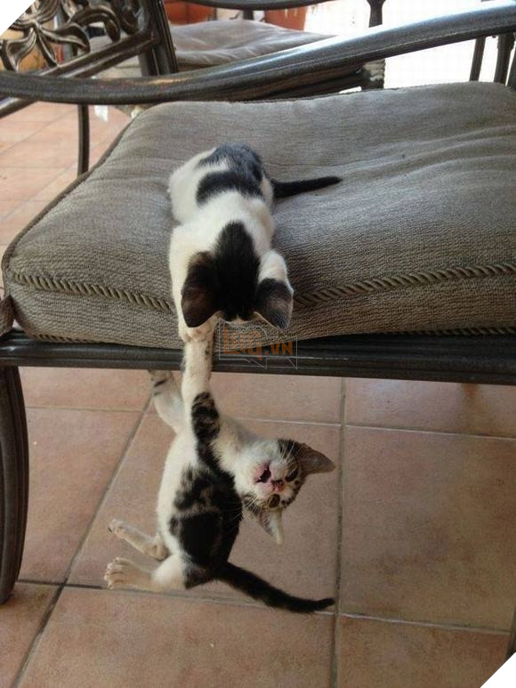 Những màn song kiếm hợp bích của thánh pets khiến dân mạng cười muốn nhức nách  12