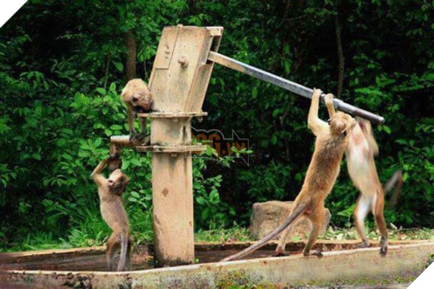 Những màn song kiếm hợp bích của thánh pets khiến dân mạng cười muốn nhức nách  13