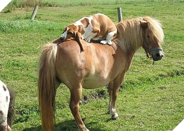 Những màn song kiếm hợp bích của thánh pets khiến dân mạng cười muốn nhức nách  14