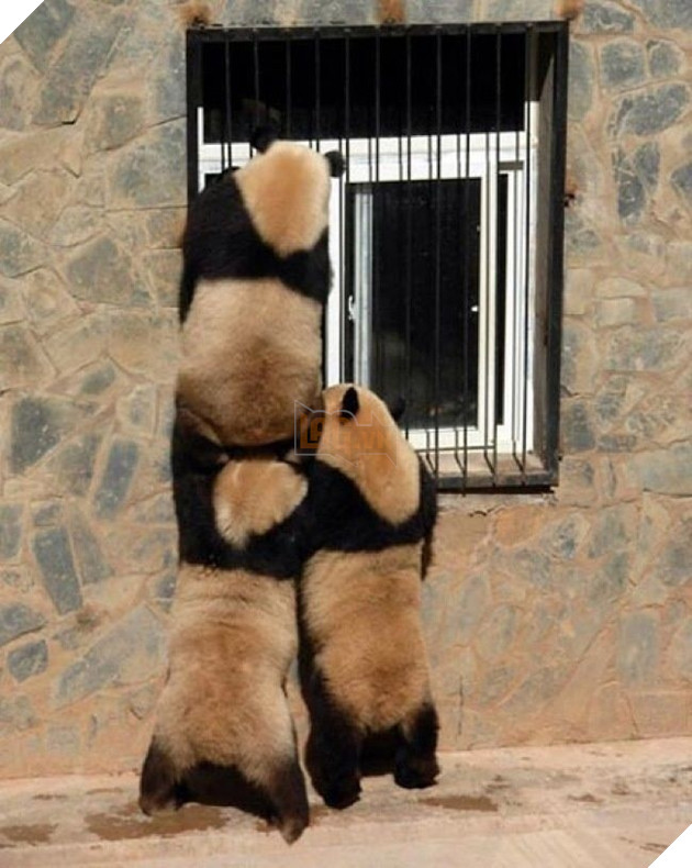 Những màn song kiếm hợp bích của thánh pets khiến dân mạng cười muốn nhức nách  15