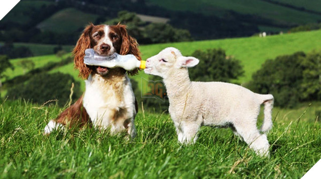 Những màn song kiếm hợp bích của thánh pets khiến dân mạng cười muốn nhức nách  16