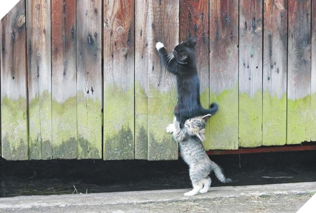 Những màn song kiếm hợp bích của thánh pets khiến dân mạng cười muốn nhức nách  17